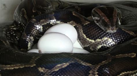 Burmese Python Laying Eggs Youtube