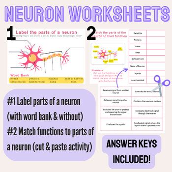 Parts Of A Neuron Worksheets By Savvy Science Savannah Melton Tpt