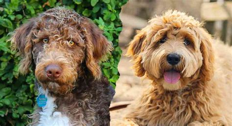 Labradoodle Colors - How Many Will You Recognize?