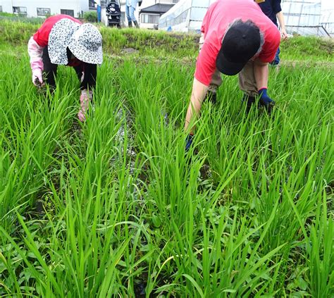 713 職員が田んぼの体験！草取りと生き物調べ 活動報告ブログ いきいき！産地つうしん あいコープみやぎ