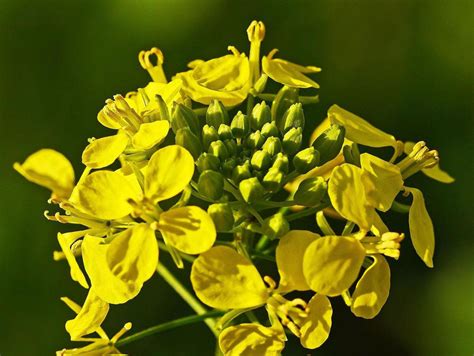 Powerful Mustard Seed: Types, Uses, and Trivia - Delishably