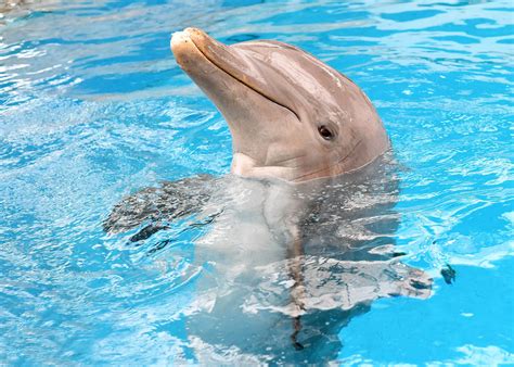 index hazatert  delfin galeria