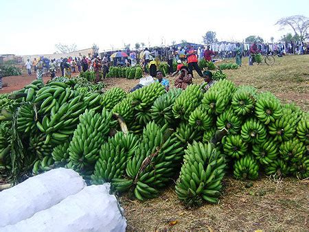 Gicumbi residents want banana farming school equipped - The New Times