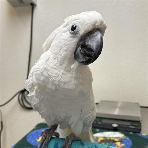 We Love Our Patients At Wildwood Vet Care