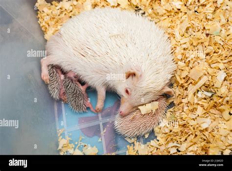 White Hedgehog Feeding its Babies in Plastic Bucket [Atelerix frontalis] Stock Photo - Alamy