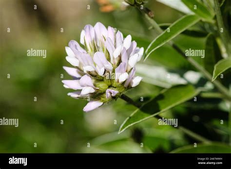 Blume Der Arabischen Erbse Bituminaria Bituminosa Fotos Und