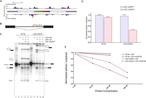 Evolution Of A Tissue Specific Splicing Network