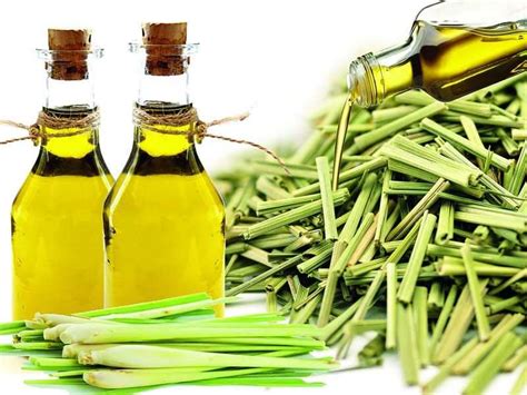 Stalk Make Your Own Lemongrass Oil