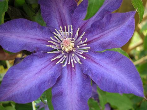 Clematis Hybrids Group Clematisbe Clematis