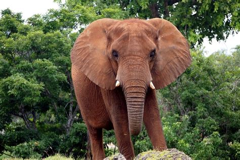 African Bush Elephant - Free photo on Pixabay - Pixabay