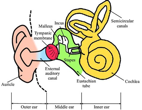 Schematic Of The Outer Ear Middle Ear And Inner Ear Download