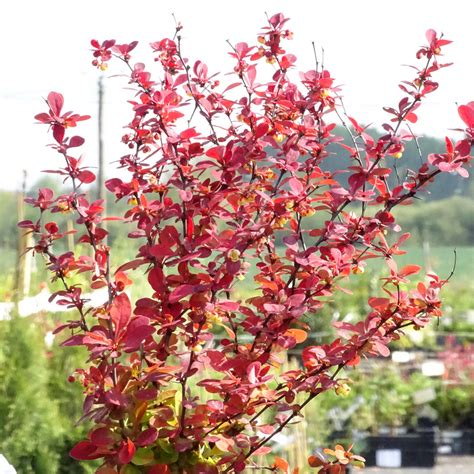 Berberis Thunbergii Orange Rocket Epine Vinette à Feuillage Orange