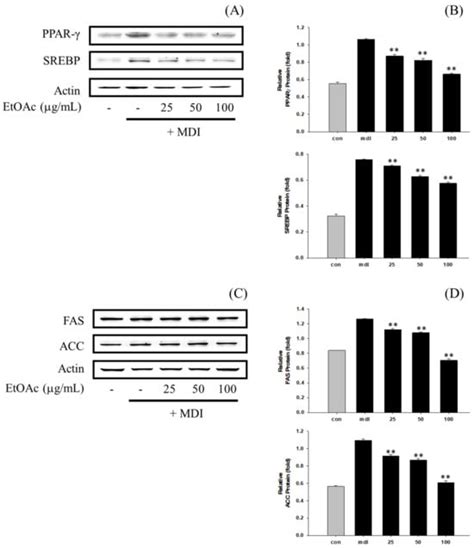 Cosmetics Free Full Text Anti Obesity Effect Of Daidzein Derived