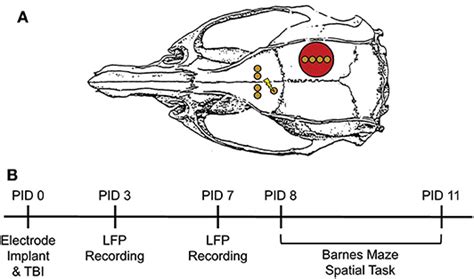 Frontiers Recovery Of Theta Frequency Oscillations In Rats Following