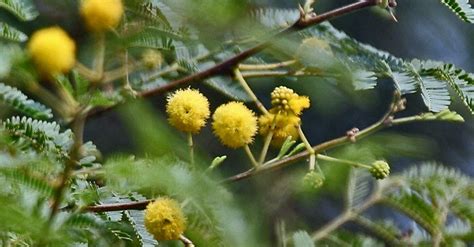 Herb Spotlight Babul Acacia Arabica Auromere