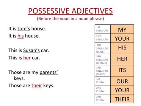 Possessive Adjectives Vocabulary Home