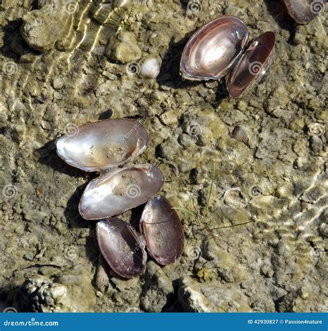 Freshwater Shells Stock Image Image Of Shell Meat Sandy 42930827