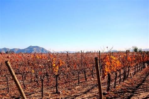 Best Chile Wine Regions to Visit - Savored Journeys