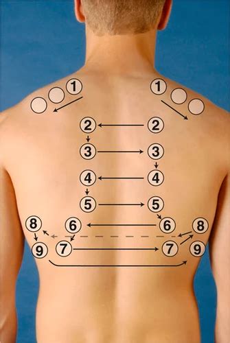 Thorax And Lungs Flashcards Quizlet