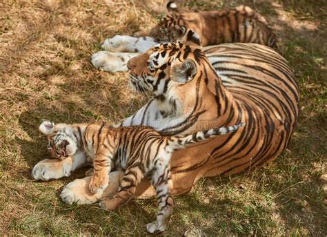 Tiger cubs with mother stock image. Image of feline - 161177525