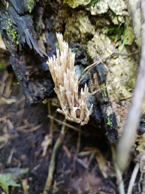 Upright Coral Fungus From Ver M Xico On September At