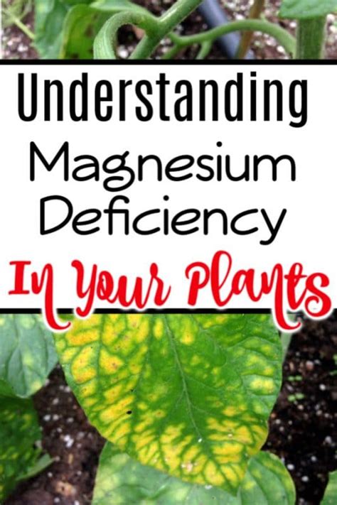 Understanding Magnesium Deficiency In Plants