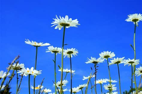 Marguerite Des Prés Photo gratuite sur Pixabay Pixabay