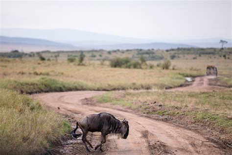 Wildebeest Migration - Free photo on Pixabay