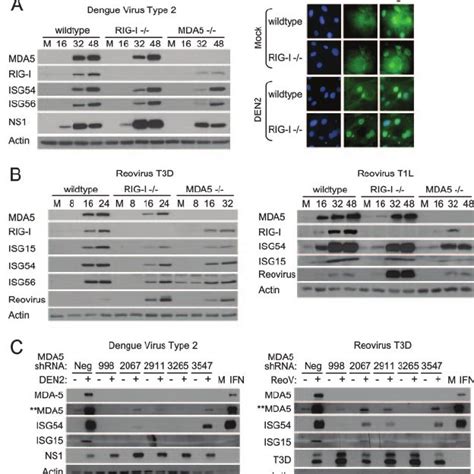 Rig I Dependent Signaling Of The Innate Immune Response During