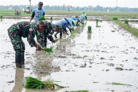 Pemerintah Dukung Percepatan Masa Tanam Padi Petani Antara Foto