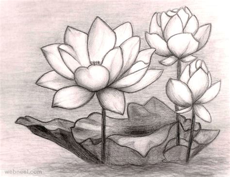 flowers drawings  pencil
