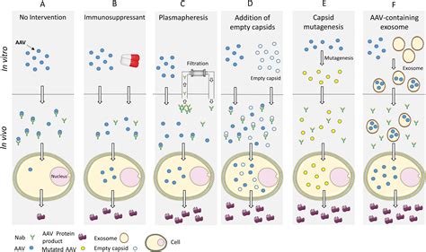 Adeno Associated Virus Gene Therapy Translational Progress And Future