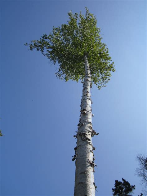 Bildet Tre Natur Skog Gren Lett Anlegg Himmel Blad Blomst