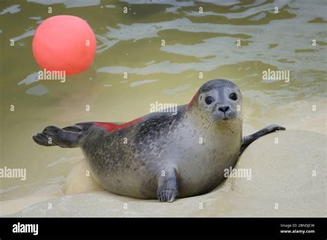 Common Harbour Seal Pup Phoca Vitulina Buddy Resting By A Pool