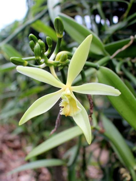 Growing Vanilla Orchids Tips For Vanilla Orchid Care