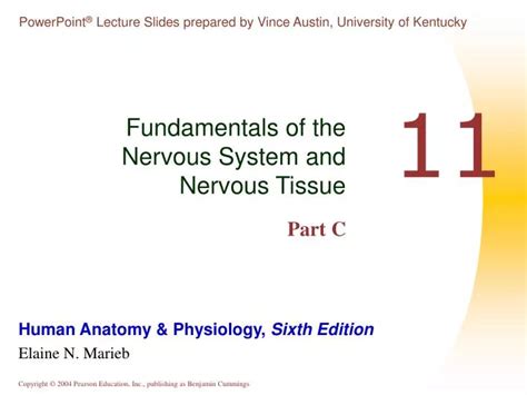 Ppt Fundamentals Of The Nervous System And Nervous Tissue Part C