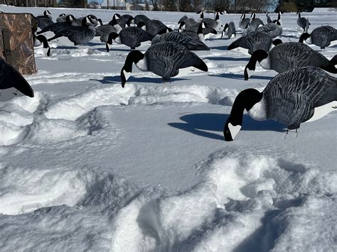 Fully Flocked Canada Goose Silhouette Decoys