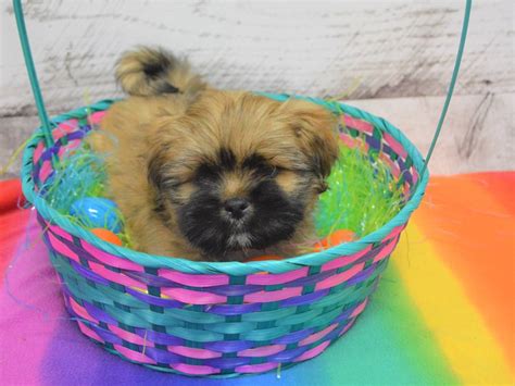 Lhasa Apso Dog Male Gold 3025923 Petland Dunwoody