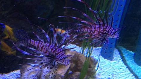 Two Lionfish Pterois Volitans Venomous Stock Video Pond5