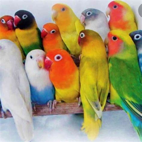 Lovebird Birds for sale - New Haven