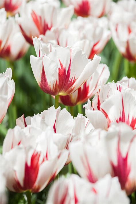 Tulipa Happy Generation Bild Kaufen Gartenbildagentur