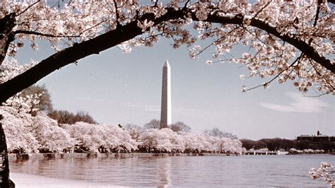 How Washington, D.C. Got Its Cherry Trees | HISTORY