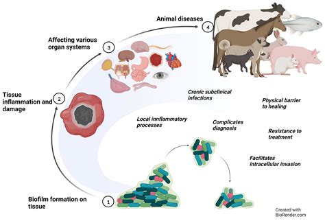 Microorganisms Free Full Text The Role Of Biofilms In The