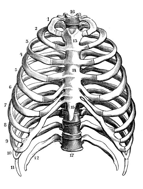 Rib Cage Anatomy Drawing Rib Cage Drawing Inspiration Drawings | The ...