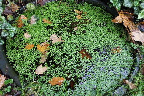 November 20th Duckweed Lemna Covers The Entire Pond Surface Sv