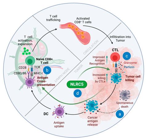 Ijms Free Full Text The Mhc Class I Transactivator Nlrc5