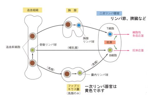 Immunology