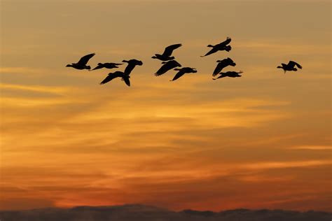 Eleven Geese A Flying Cackling Geese Take To The Skies On Flickr