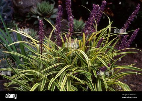 AMATISTA LIRIO TUFE O HIERBA DE MONO LIRIOPE MUSCARI VARIEGATA ES