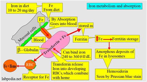 Total Iron Binding Capacity Tibc Transferrin And Off